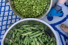 Broadbeans