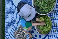Children shelling Broadbeans