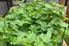 Cucumbers nearing harvest