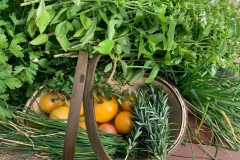 Fresh Herb Harvest