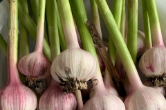 Fresh Garlic