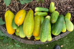 Cucumber Harvest