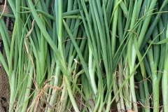 Spring Onions