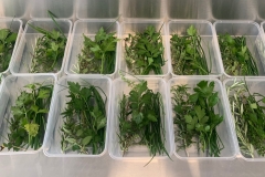 Family Takeaway Herb Packs