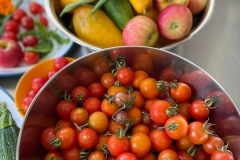 Assorted Tomatoes Summer Harvest