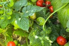 Vine Ripened Tomatoes